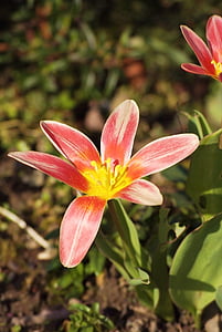 tulipe, flower, pink, yellow, pink flowers, floral, plant