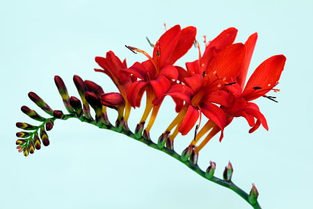 kwiaty, Lucyfer, czerwony, Natura, Diabeł, roślina, piekło