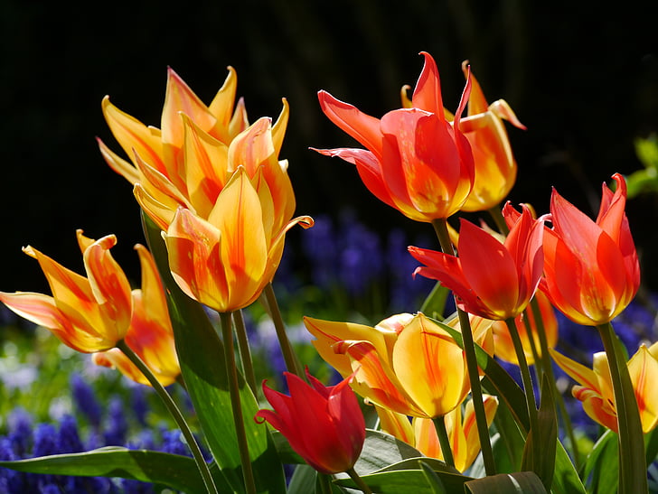 Тюльпаны, кровати весны, красный, оранжевый, желтый, вспыхнул, гиацинта винограда.