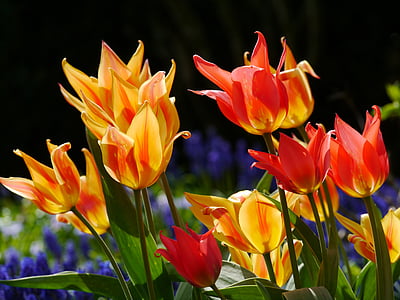 tulips, spring bed, red, orange, yellow, flamed, grape hyacinth