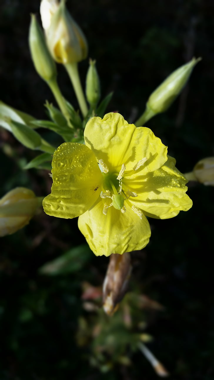 жълт диви цветя, затвори, природата, малки, Блум, 5 венчелистчета, растителна