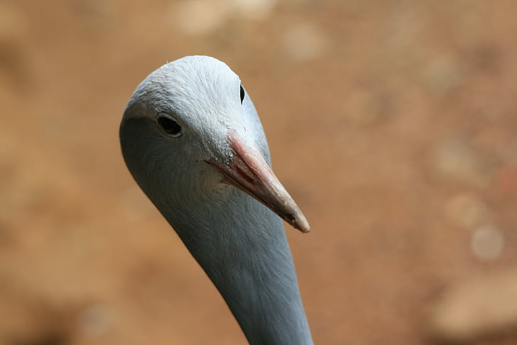 Blue crane, cần cẩu, màu xanh, đầu, Cocked, mịn màng