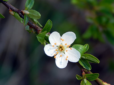 Zweig, Blume, Frühling, weiß