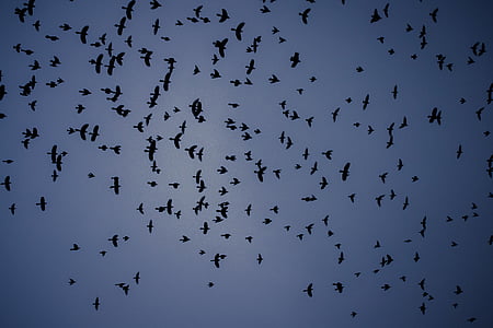 птици, средата, въздух, Изчисти, синьо, небе, през деня