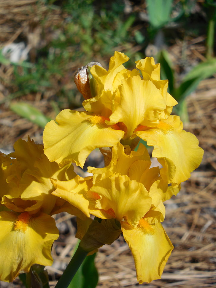 Iris, bunga, alam, tanaman, musim semi, mekar, Taman