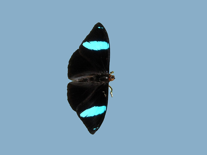 fjäril, Butterfly park, svart fjäril med blå