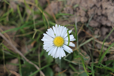 daisy, yellow, green, insect, close, meadow, white
