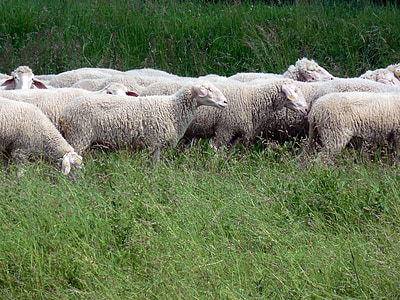 sheep, wool, meadow, group, graze, soft, schäfchen