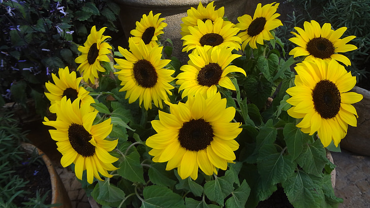 sunflower, sunflowers, sunflower vase, garden, gardening, landscaping, balcony