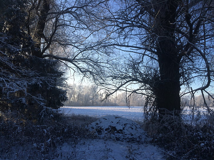 hivernal, neu, morgenstimmung a l'hivern, arbres, l'hivern, arbre, natura