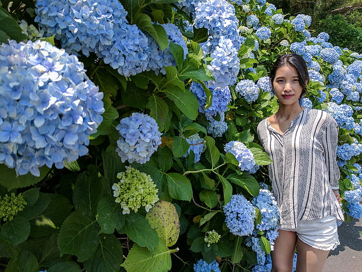 hydrangea, jeju, women's, summer, women, smiling, females