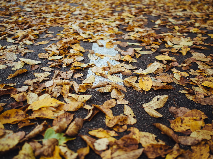 torkade, lämnar, grå, betong, trottoar, hösten, faller