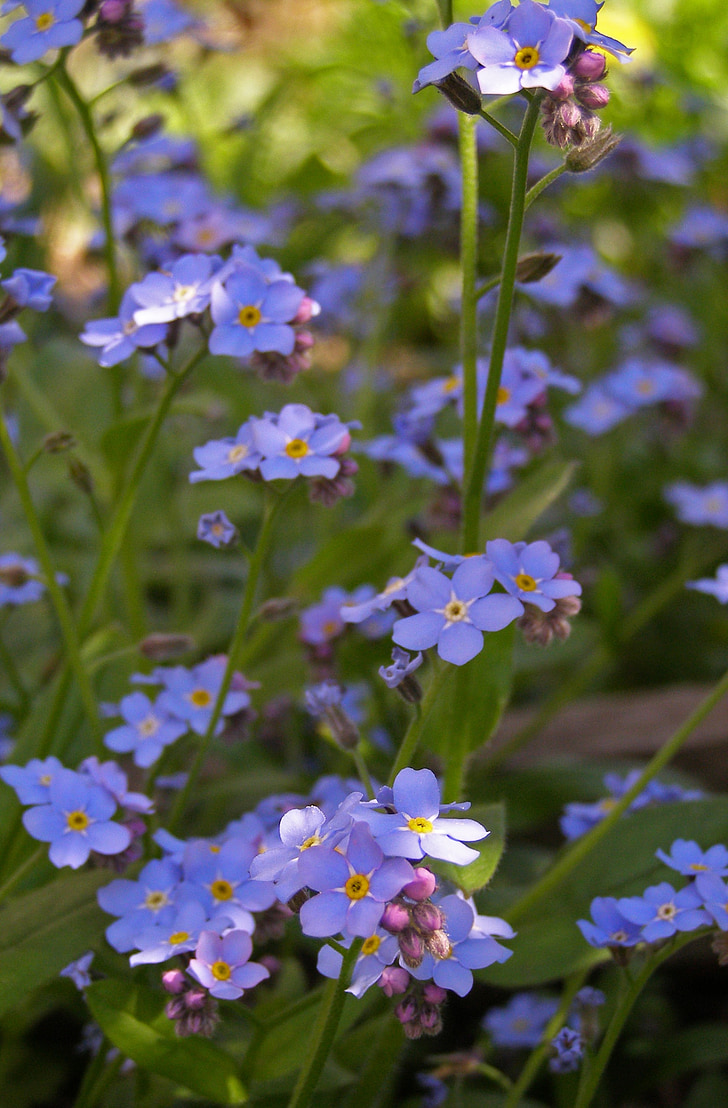 nots, blommor, våren, blå, Myosotis, små blommor, vilda blommor