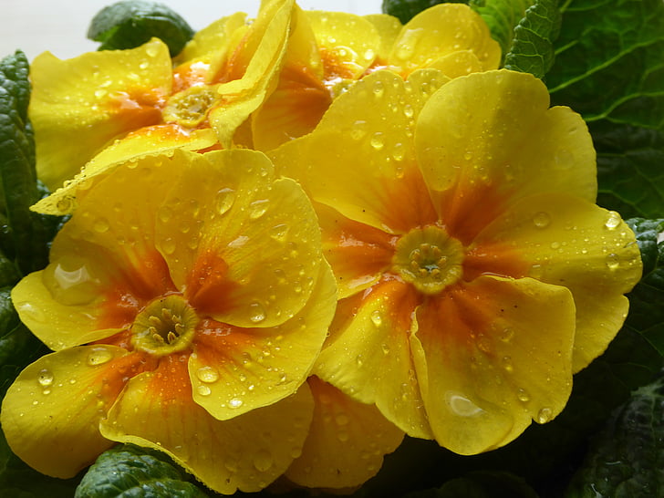 Primrose, žltá, predzvesť jar, Zavrieť, korálky, jarné kvety, kvapky vody