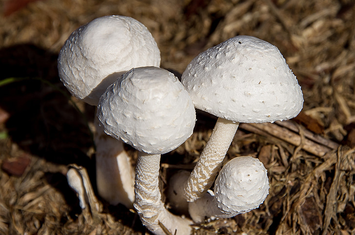 champignon, blanc, champignon, Toadstool, texture, Forest, Queensland
