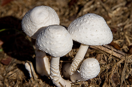 jamur, putih, jamur, Kulat, tekstur, hutan, Queensland