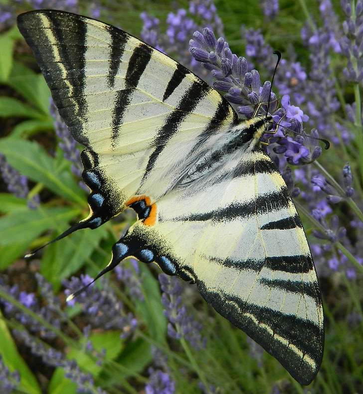mariposa, República Checa, lavanda, jardín