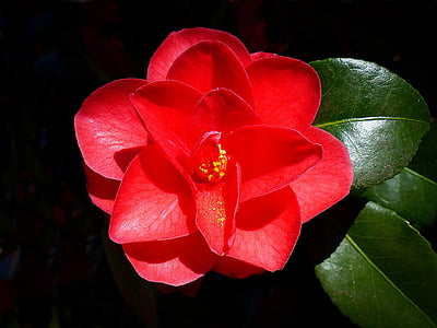 camellia, flower, blossom, bloom, red, plant, close
