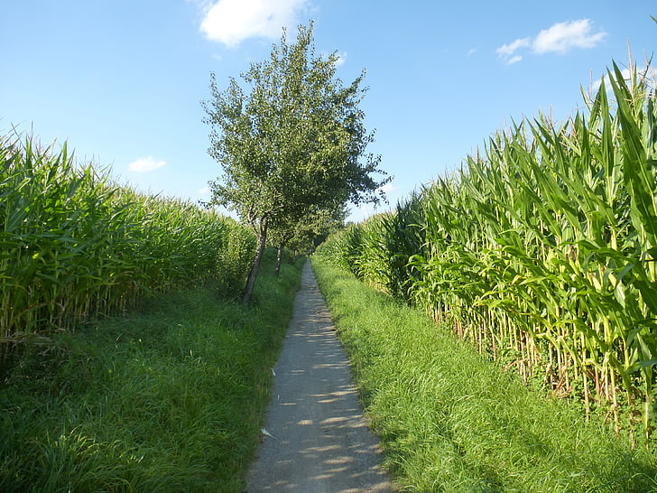 kukurūza, prom, Lane, kukurūzas laukā, kukurūzas stādi, lauksaimniecība, lauks