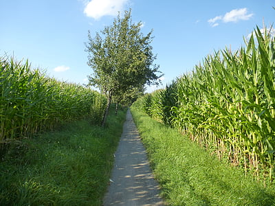 corn, away, lane, cornfield, corn plants, agriculture, field