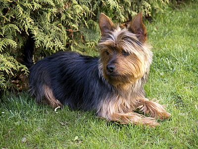 terrier, small, dog, pet, canine, animal, watching