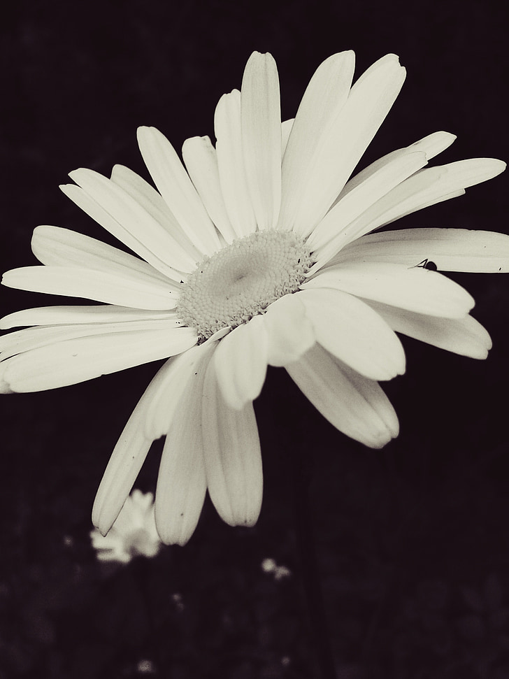 λουλούδι, λευκό, άνθος, άνθιση, φύση, φυτό, Κήπος
