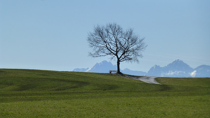 Allgäu, Prado, sol, del pasto, árbol, primavera, naturaleza
