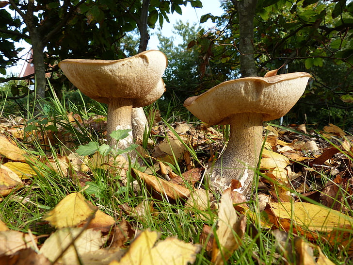 mushrooms, autumn, nature, forest, close, food, fungus