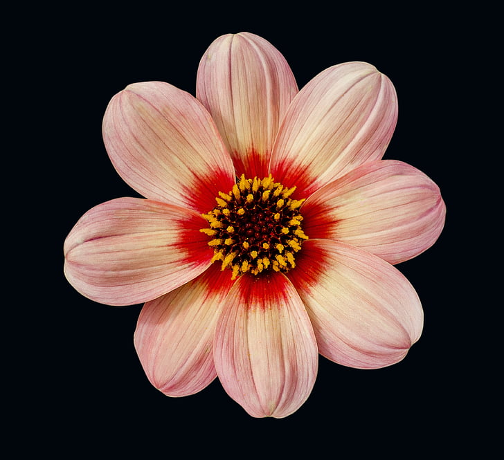 dahlia, flower, floral, pink, red, head