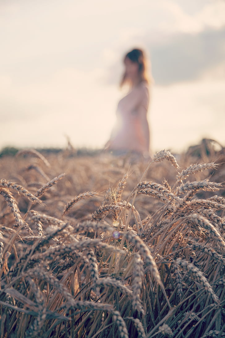 agriculture, blur, cereal, close-up, countryside, crop, cropland