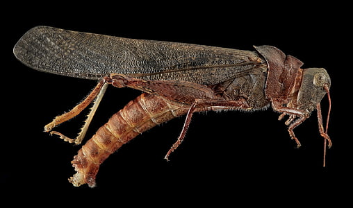 Carolina kobilica, prosto živeče živali, narave, insektov, bug, anten, vgrajena