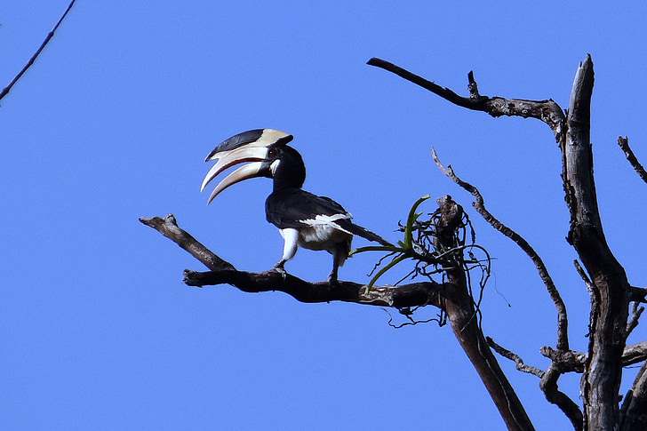 malabar pied hornbill, anthracoceros coronatus, lesser pied hornbill, bird, hornbill, avian, aves