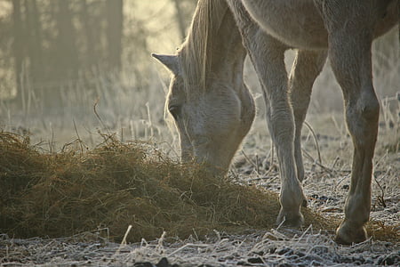 лошадь, туман, плесень, Утренний туман, пастбище, настроение, чистокровные Аравийского