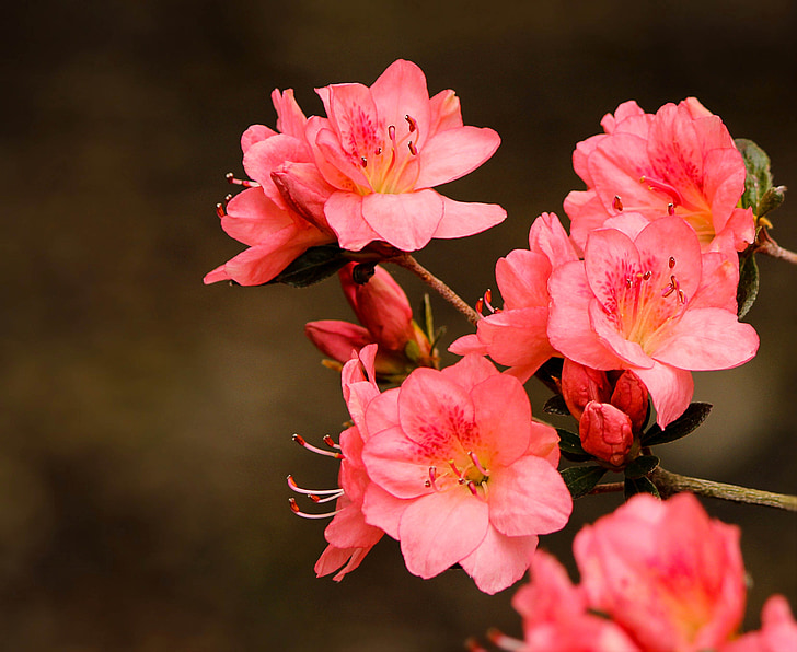 roosa asalead, Rhododendron kurume, Azalea korall kellad, igihaljas põõsas, Kevadlilled, õied, loodus