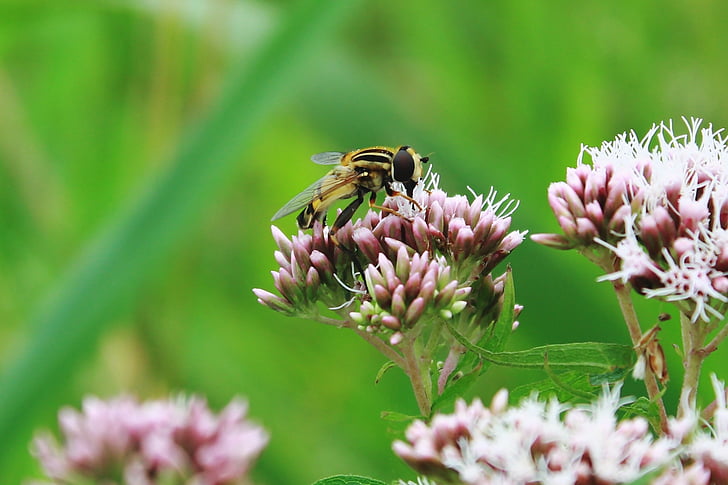 abelha de névoa, abelha de lama, abelhas translúcidas, keilfleckschwebfliege, Hoverfly, mosca de vespas, flor