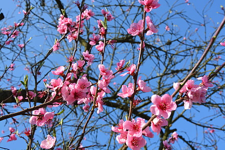 květiny, jaro, barva růžová, květ, větev, strom, růžová barva