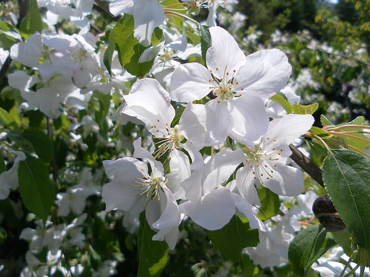 Bud, fiore, Blooming, Crab apple, albero, Blossom, bianco