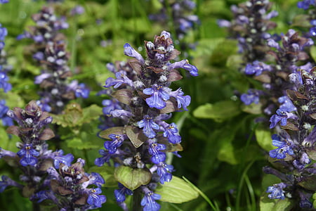 Ajuga günsel, flores, primavera, planta, azul, púrpura, naturaleza