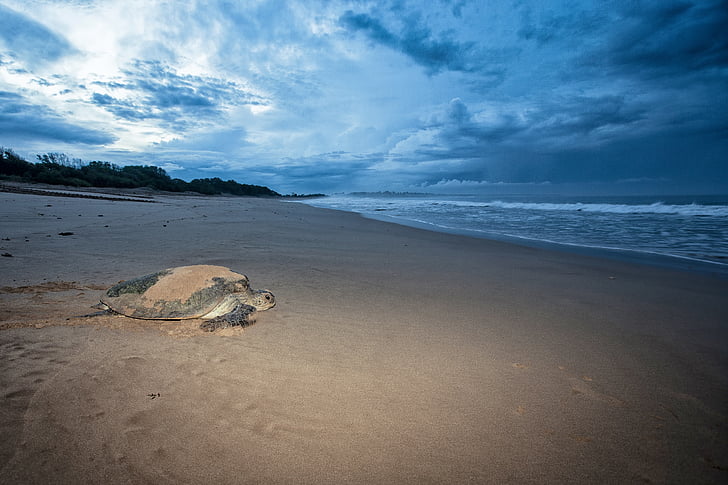 sköldpadda, mydas honor, havet för att gå, innan gryningen, Ujung ursprung kusten, Indiska oceanen, ön Java