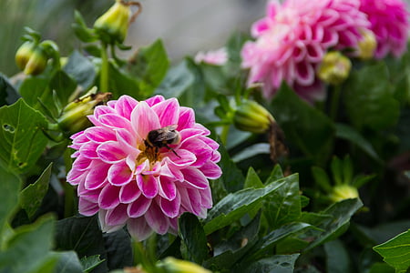 Dahlia, kukka, kasvi, Puutarha, lisäansiot, Bumblebee, Dahlia kenttä