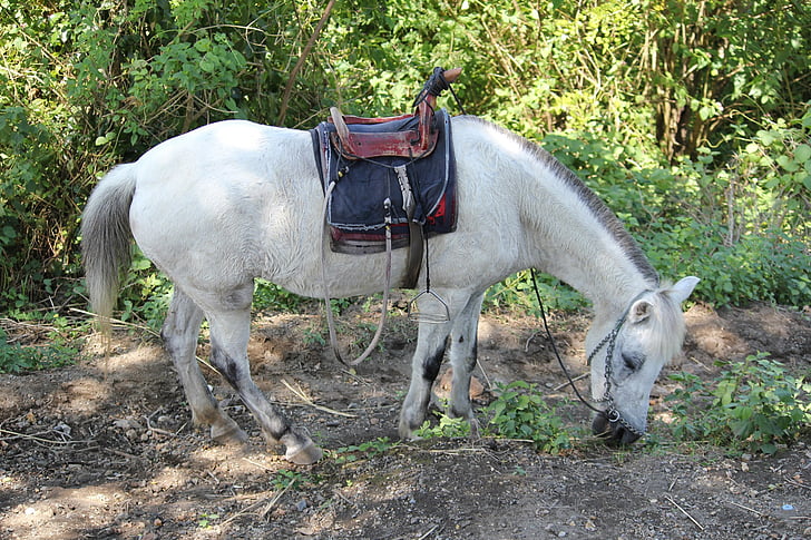 white horse, animal, white, object, horse back seat, horse shoe