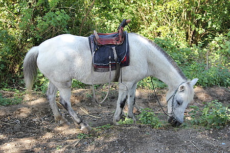 Vita hästen, djur, vit, objekt, häst baksätet, hästsko