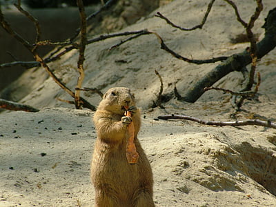 Groundhog, marmota monax, rădăcină, morcov