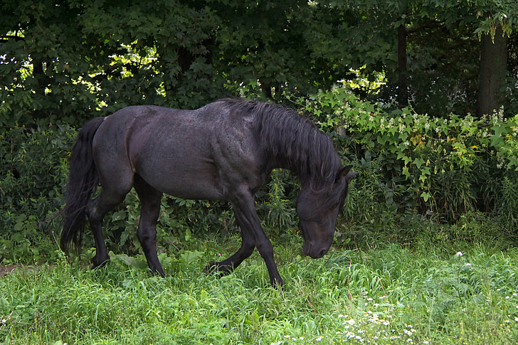 animal, horse, equine, stallion, blue roan, equus