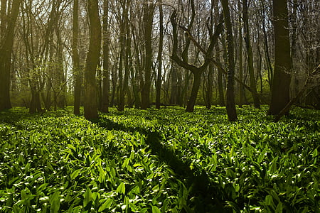 grove, wild garlic, green, spring, nature, trees, forest