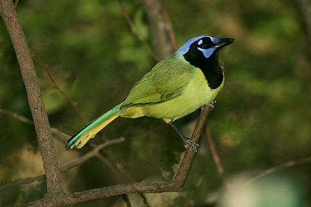 зелен Джей, птица, дива природа, природата, Портрет, кацане, дърво
