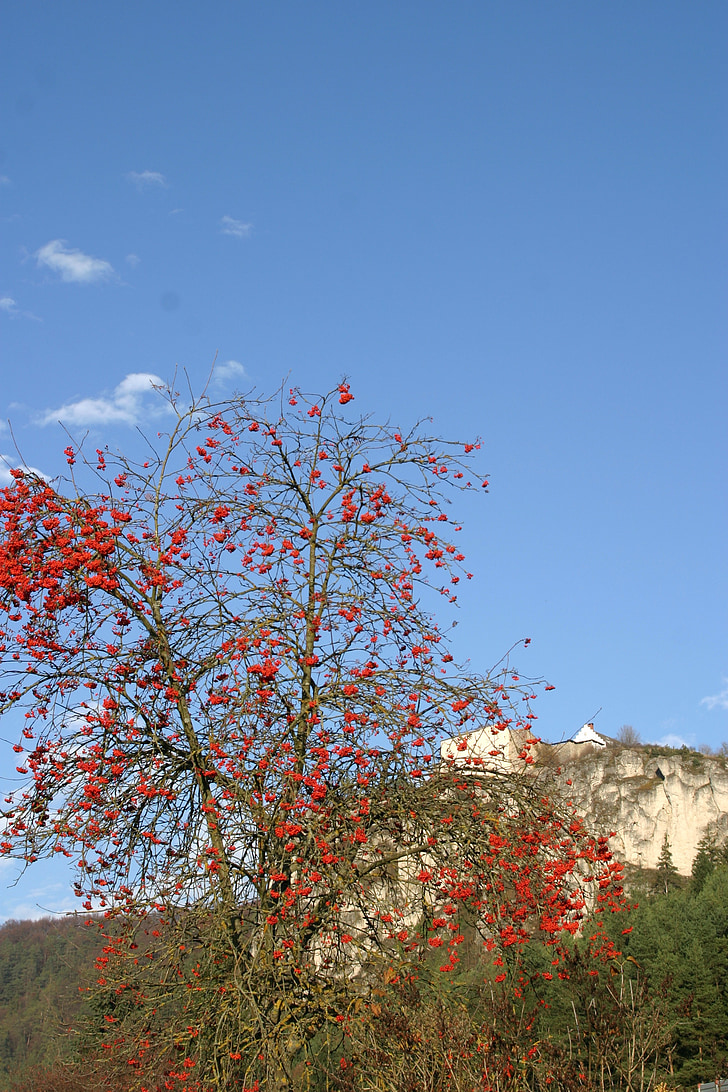 Burg arnsberg, Valle del Altmühl, Parque de naturaleza Altmühltal, otoño, Rowanberries, Fresno de montaña, cielo azul