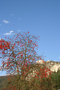 Burg arnsberg, Altmühl slėnis, Niurnberge, rudenį, rowanberries, Šermukšnis, mėlynas dangus