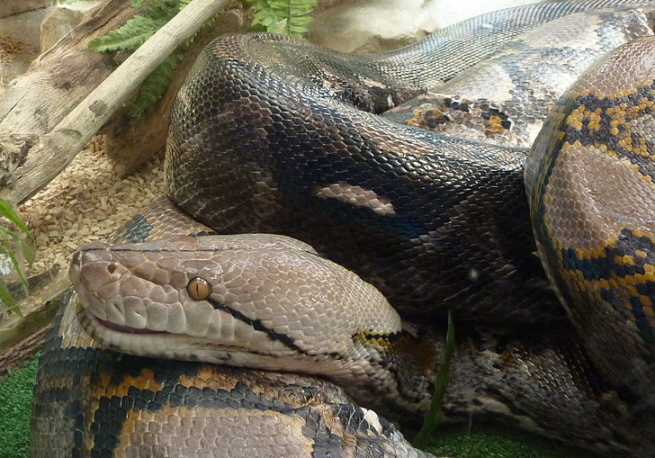 ular, reptil, kepala