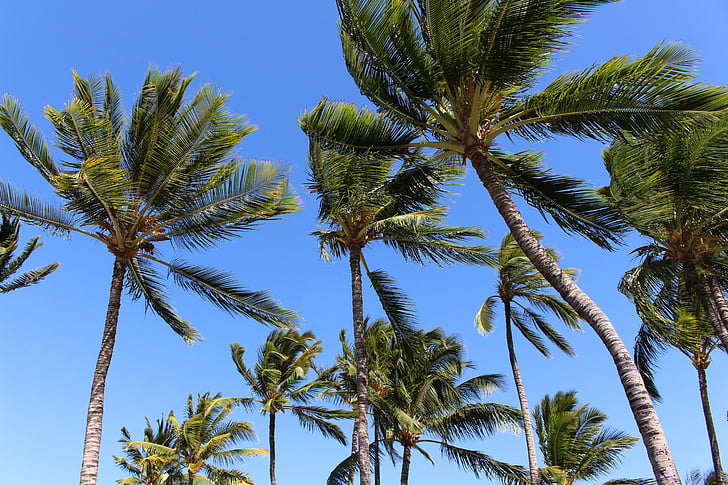 palms, palm trees, hawaii, tropics, organic, agriculture, outdoors